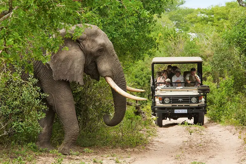 Pourquoi faire du safari en Afrique du Sud