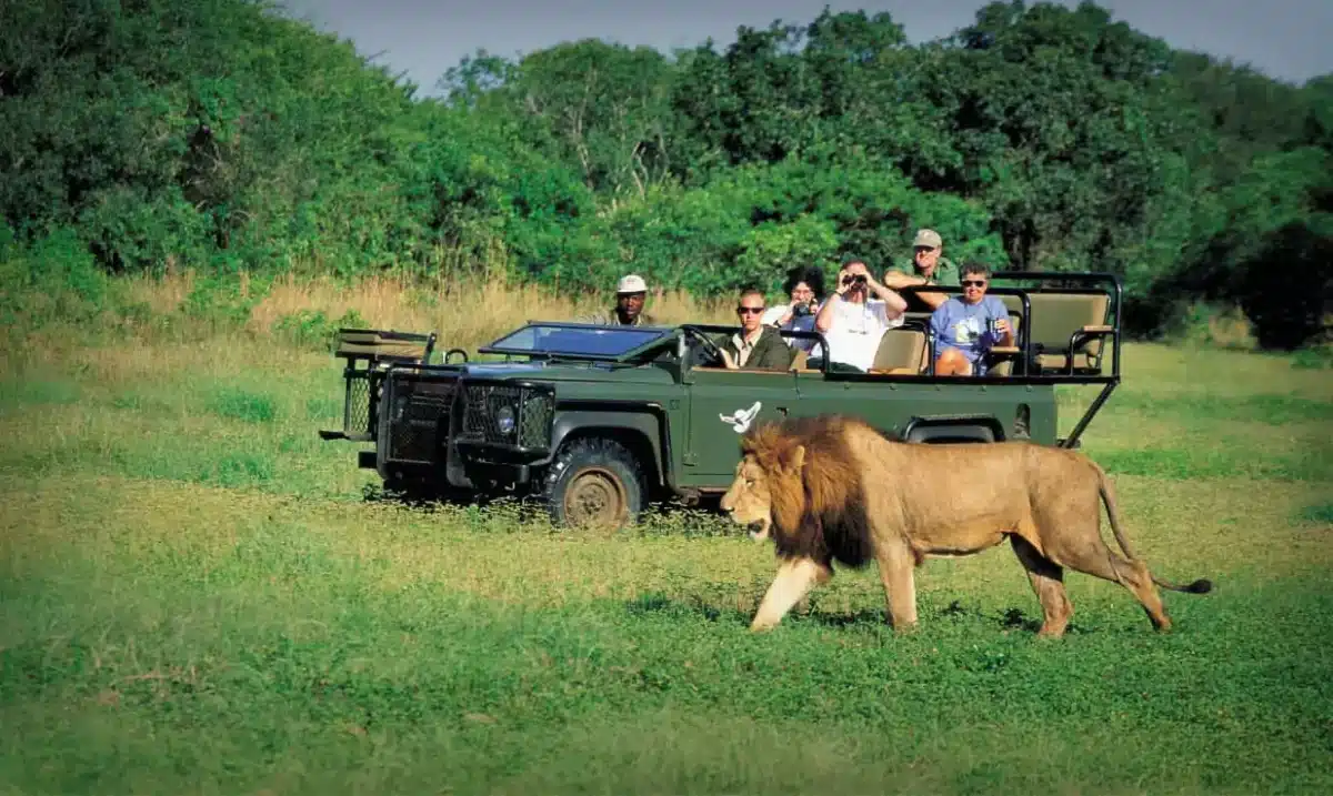 Pourquoi faire du safari en Afrique du Sud 
