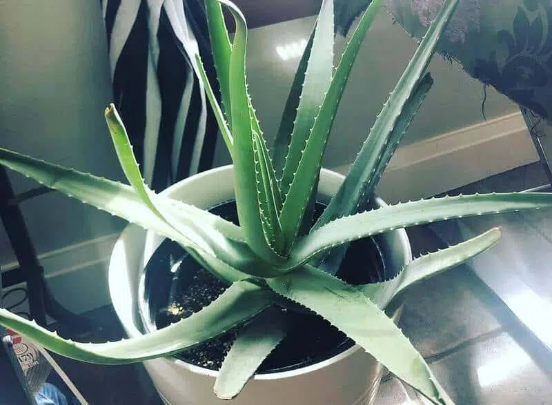 aloe véra