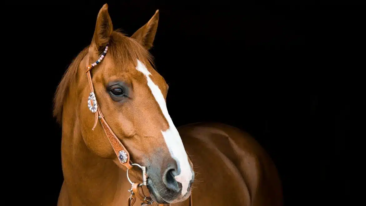 Comment bien choisir le licol de votre cheval ?
