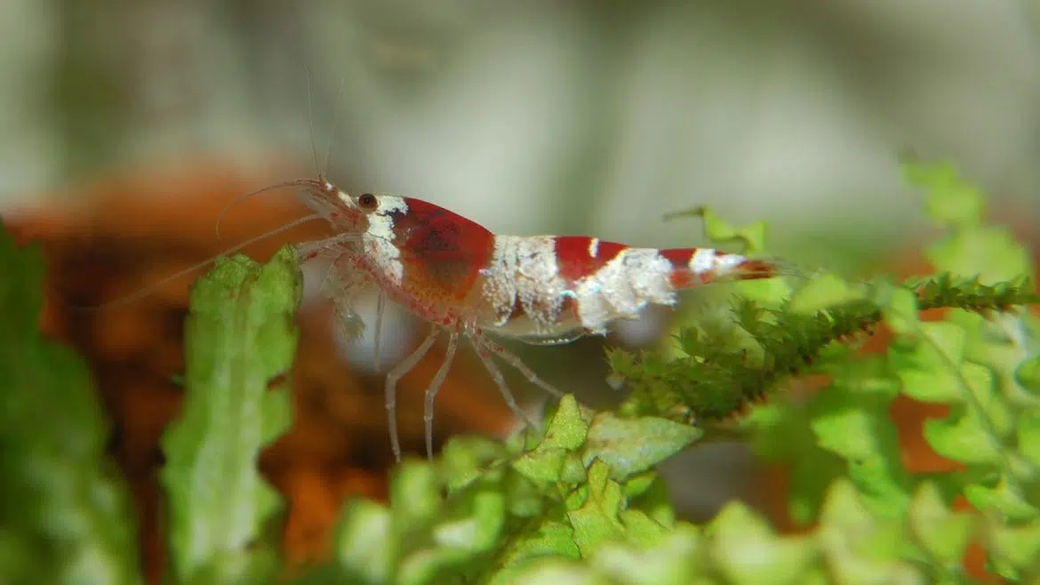 Comment nourrir vos crevettes en aquarium ?