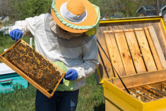Ruche Warré ou ruche Dadant : quelle méthode d’apiculture privilégier ?